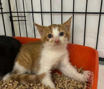 Korralagedus Harjumaa külakeses: mahajäetud kassid paljunevad, kinni on püütud juba 9 kassi